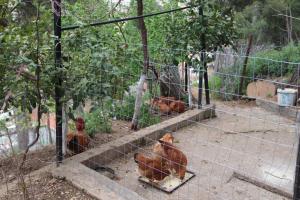 Άλλα ζώα σε αυτό το διαμέρισμα ή στη γύρω περιοχή