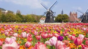 a field of flowers with windmills in the background at 時津ヤスダオーシャンホテル in Togitsu
