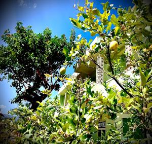 a tree with fruits in front of a building at Hotel Splendor in Tortolì