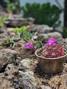 a plant in a pot sitting on some rocks at Stay by J in Jeju