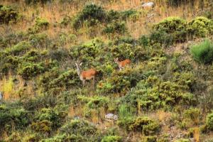 dos ciervos parados en una colina de hierba con arbustos en Sweet Quintanilha 