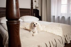 a white dog is sitting on a bed at Hotel Dwór Polski in Wrocław