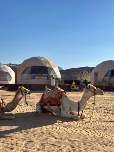 Due cammelli sono seduti sulla sabbia davanti alle cupole di 7star camp a Wadi Rum