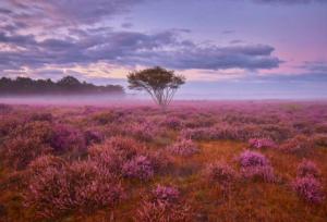 a tree in the middle of a field with purple flowers at Veluwe Boutique Lodge in Putten