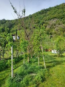 um grupo de árvores num campo com uma colina em Matscherhof Lana em Lana