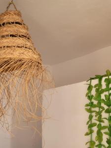 a basket hanging from the ceiling next to a plant at Vanila Taghazout in Taghazout