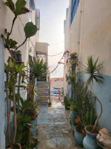 an alley with potted plants in a building at Vanila Taghazout in Taghazout