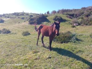 得土安的住宿－دار الضيافه امال，站在草地上的棕色马