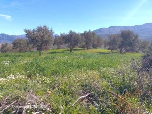 a field of grass with trees in the background at دار الضيافه امال in Tetouan