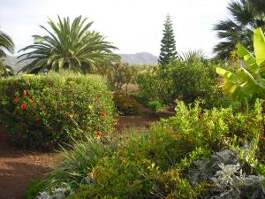 un jardín con arbustos, árboles y palmeras en Your Island Finca El Picacho A, en Tegueste