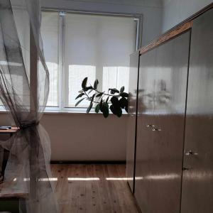 een plant die op een vensterbank naast een raam staat bij INSTA Haus in Plovdiv +18 foto's