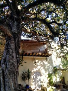 a house with a tree in front of it at Côté fontaine in Orange