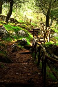 uma cerca de madeira num caminho numa floresta em 1906 em Olevano sul Tusciano