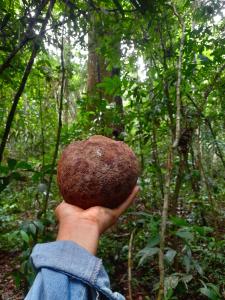 Galeri foto Amazonian Oropendola & tambopata di Tambopata