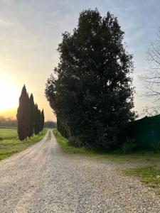 a road with a tree on the side of it at Antica Fonte Eterna - Casale in incantevole contesto Toscano in Colle di Val d'Elsa