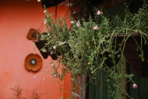 a potted plant hanging from a wall at Pousada Vitória do Lopes in Barreirinhas +36 photos