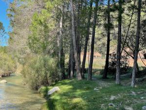 a forest of trees next to a river with a house at Casas rurales Batan Rio Tus in Yeste