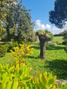 Zahrada ubytování AgriBio Villa Ribes