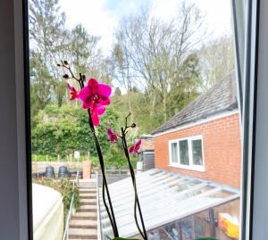 un jarrón con una flor rosa en una ventana en Phoenix Rise Retreat, en Glastonbury