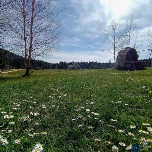 un campo de flores en un campo con una casa en Apartmani ZELENI MEDA en Mitrovac
