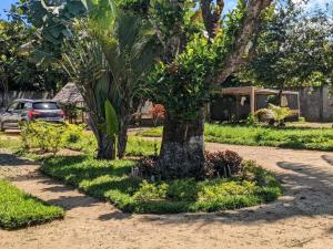 a palm tree in the middle of a yard at Chez GG in Toamasina