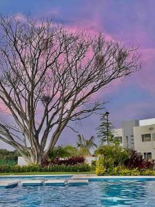 a tree and a swimming pool with a tree at Increíble Casa con alberca y club de playa in Barra Vieja