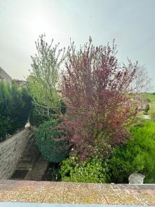 un arbre avec des feuilles rouges dans un jardin dans l'établissement Les Yvelines Chavenay - HouseGarden 1ch, à Chavenay