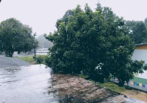 un árbol que ha sido derribado en la calle en Quarto compartilhado e camping na floresta, en Manaus