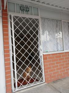 un chien assis dans un portail dans une fenêtre dans l'établissement Moderna casa Villavicencio, à Villavicencio