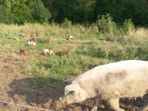 um porco a andar num campo com outros animais em Richter Modern retreat em Wackersberg