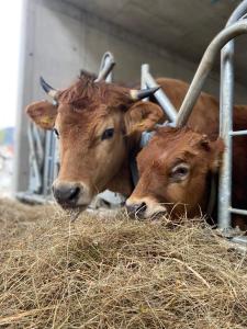 Duas vacas estão a comer feno num celeiro. em Sonnenhof em Mittenwald