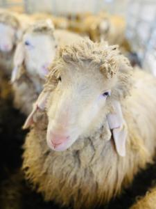 um grupo de ovelhas ao lado um do outro em Sonnenhof em Mittenwald