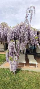 drzewo wisteria z dwoma krzesłami na dziedzińcu w obiekcie Villa Fonte Tartaruga Trevignano Romano w mieście Trevignano Romano