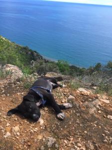 a black dog laying on a hill near the water at Residence Villa Bledi in Golem