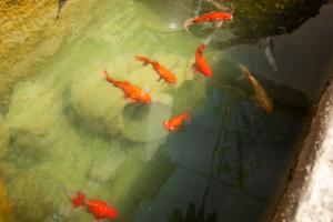 Gallery image of Private Modern Villa with Tennis court in Tbilisi City