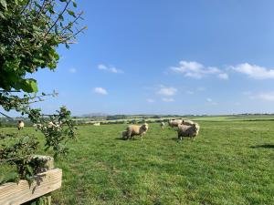 a herd of sheep grazing in a field of grass at Rescorla Retreats- Rose in St Austell