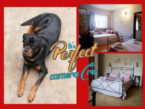 a dog laying on the floor of a bedroom at Bed and Breakfast della Regina... in Fondi