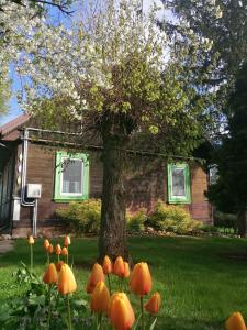 a tree and some orange flowers in front of a house at Domek na wsi Wiejsko Czarodziejsko - Agroturystyka Podlasie 