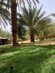 two palm trees in a field with green grass at كوخ المزرعة in Madain Saleh