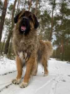 un grosso cane marrone in piedi nella neve di Na.Zadkach a Klon