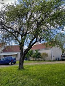 Zahrada ubytování LE LOGIS VINEA
