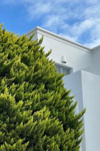 a large green tree in front of a white house at Hermoso Luxury Suites in Monolithos