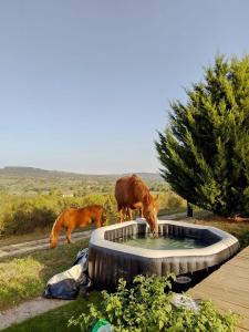 dois cavalos bebendo água de um grande pneu em Un chalet suspendu au paradis sur un domaine de 20 hectares em Cressanges