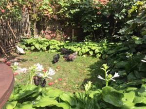 eine Gruppe von Vögeln, die in einem Garten sitzen in der Unterkunft Jugendstil-Hof in Langenlonsheim