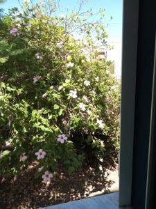 een struik met roze bloemen voor een raam bij Ca' da Mariolina in Carloforte