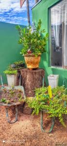 a pot on a tree stump with potted plants on it at Pousada Recanto das Maritacas in Brotas
