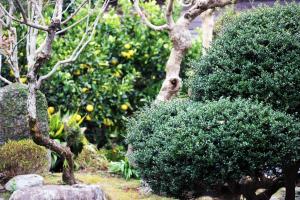 a garden with a tree and some bushes at 小宿　福右衛門邸 in Kagoshima