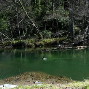 a duck swimming in a pond in a forest at Le Moulin aux Chandelles, gîtes sans ondes ajoutées ni ajoutables "Le Bois du Sanglier" in Le Vigan