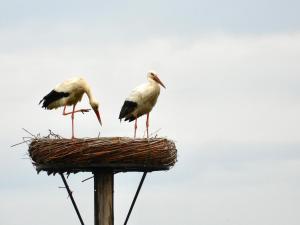 two birds standing on top of a nest at Guesthouse De Wissen in Dilsen-Stokkem