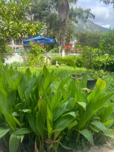 a garden with green plants and a mountain in the background at Nova Aparts in Akyaka